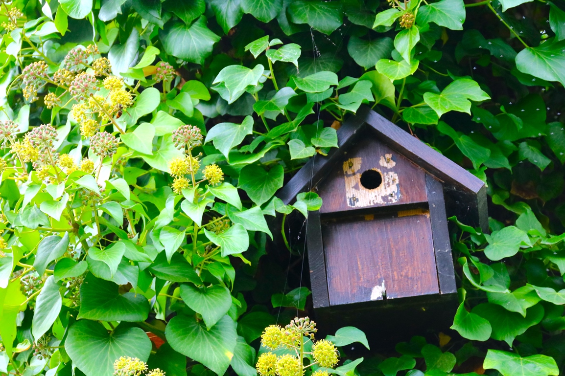 Nichoir type châlet vieux cyprès.JPG