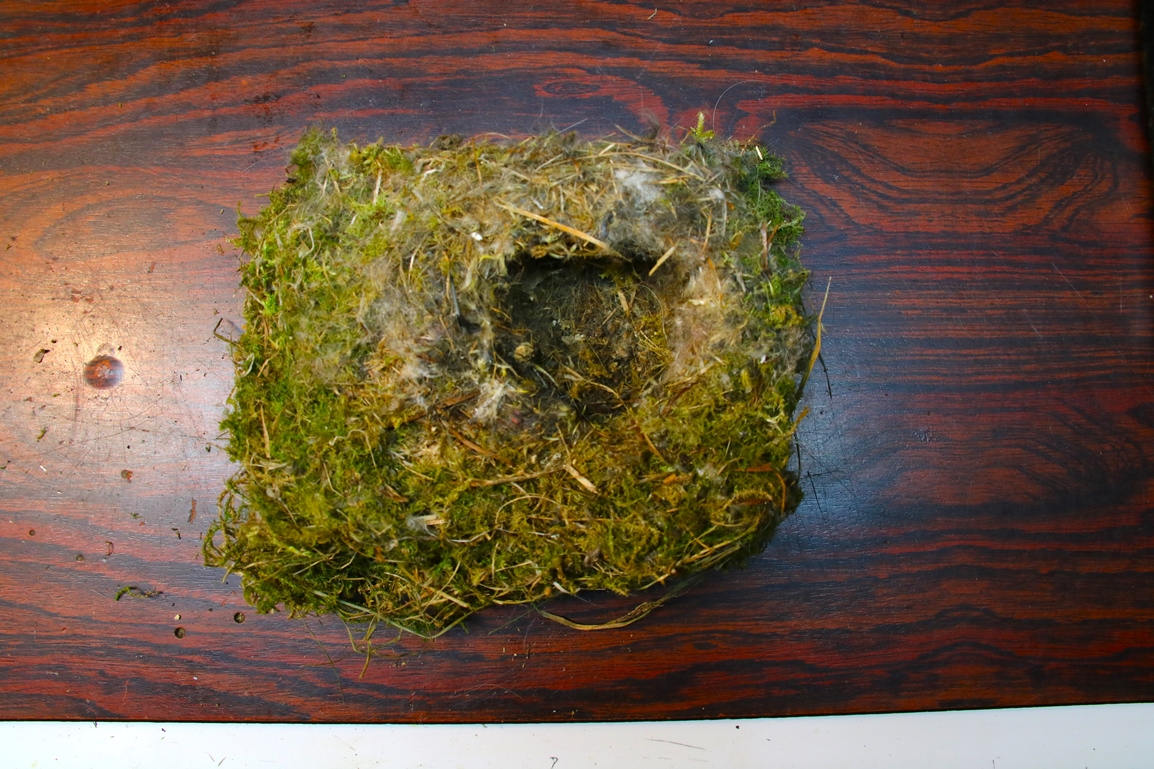 Nid Mésanges bleues nichoir châlet 2024.JPG