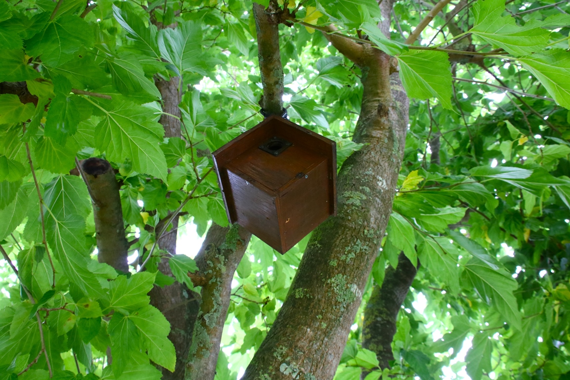 Nichoir triangulaire mûrier à feuilles de platane.JPG