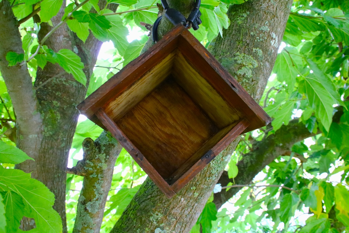 Intérieur nichoir mûrier à feuilles de platane pas de nidification 2024.JPG