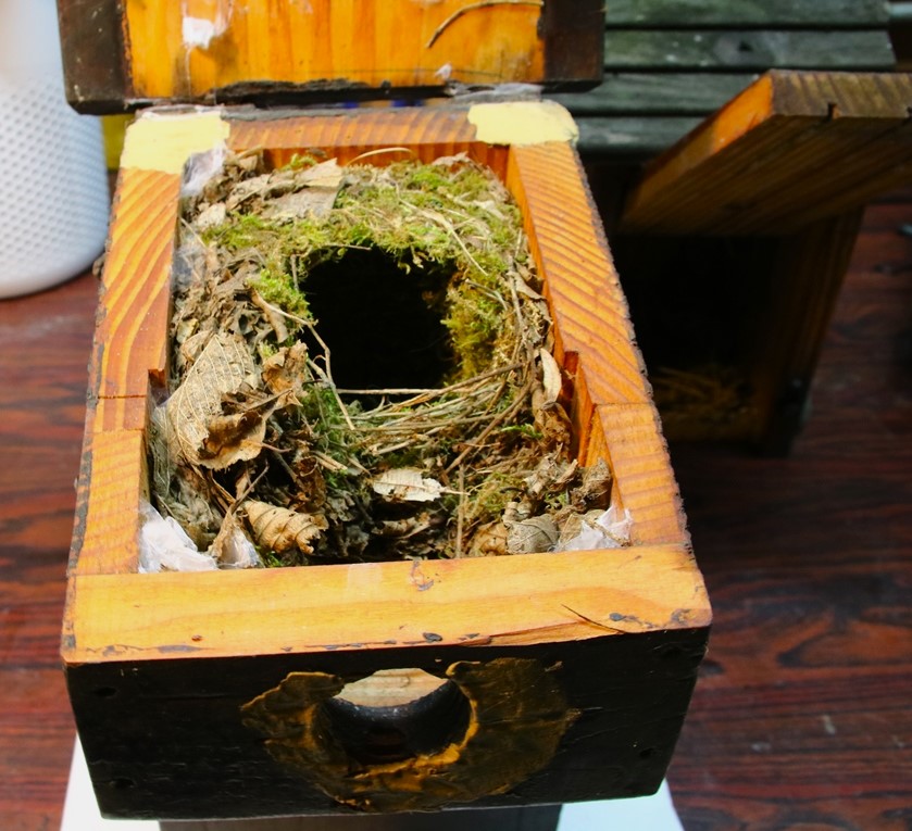 Nidification Troglodyte mignon 14 Novembre 2024.JPG