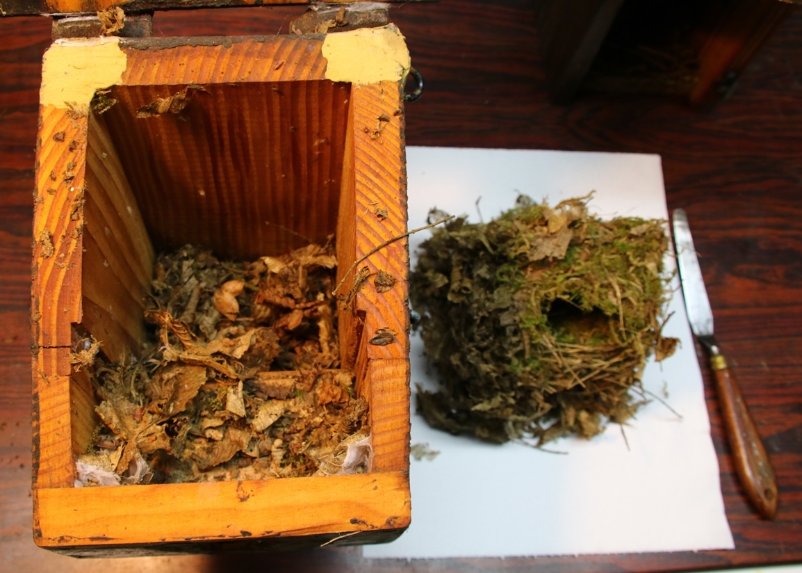 Nid Troglodyte mignon 14 Novembre 2024.JPG