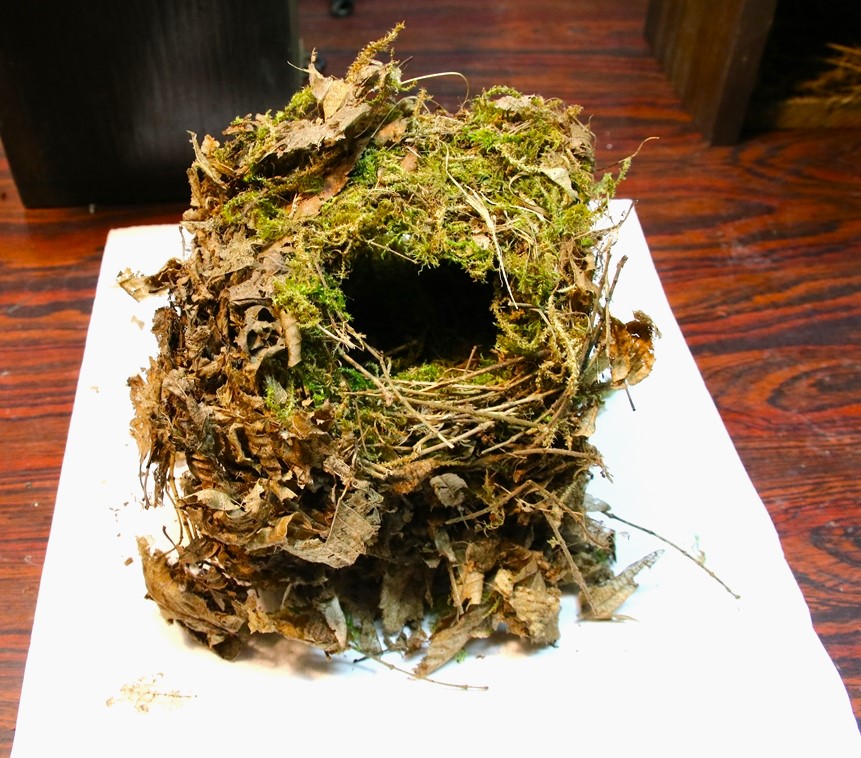 Nid Troglodyte mignon 14 Novembe 2024.JPG