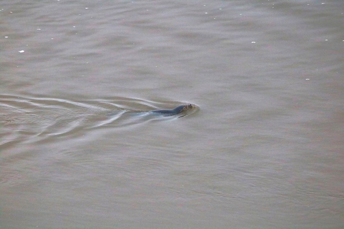 Phoque veau-marin anse de Morieux 13 décembre 2024 (1).JPG