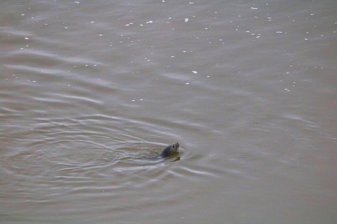 Phoque veau-marin anse de Morieux 13 décembre 2024 (3).JPG