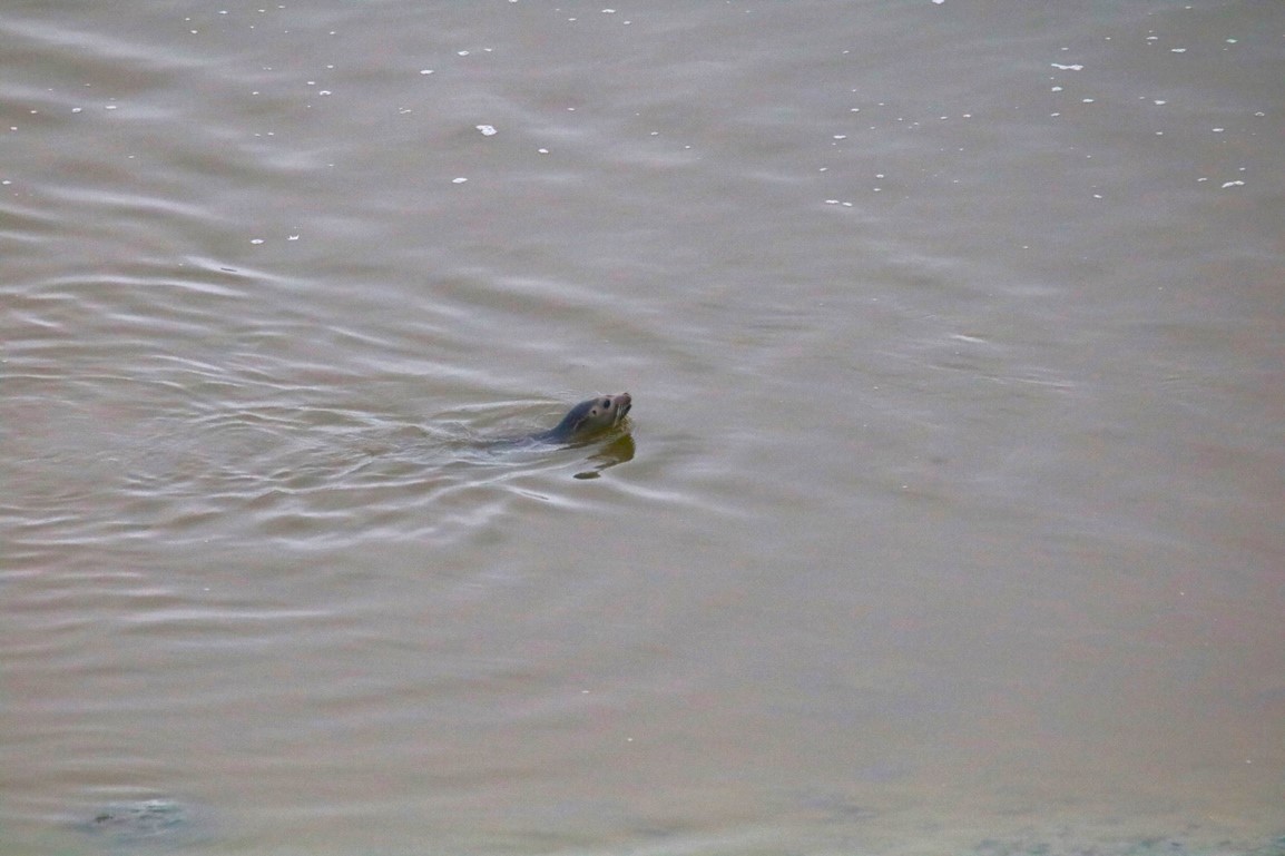 Phoque veau-marin anse de Morieux 13 décembre 2024 (4).JPG