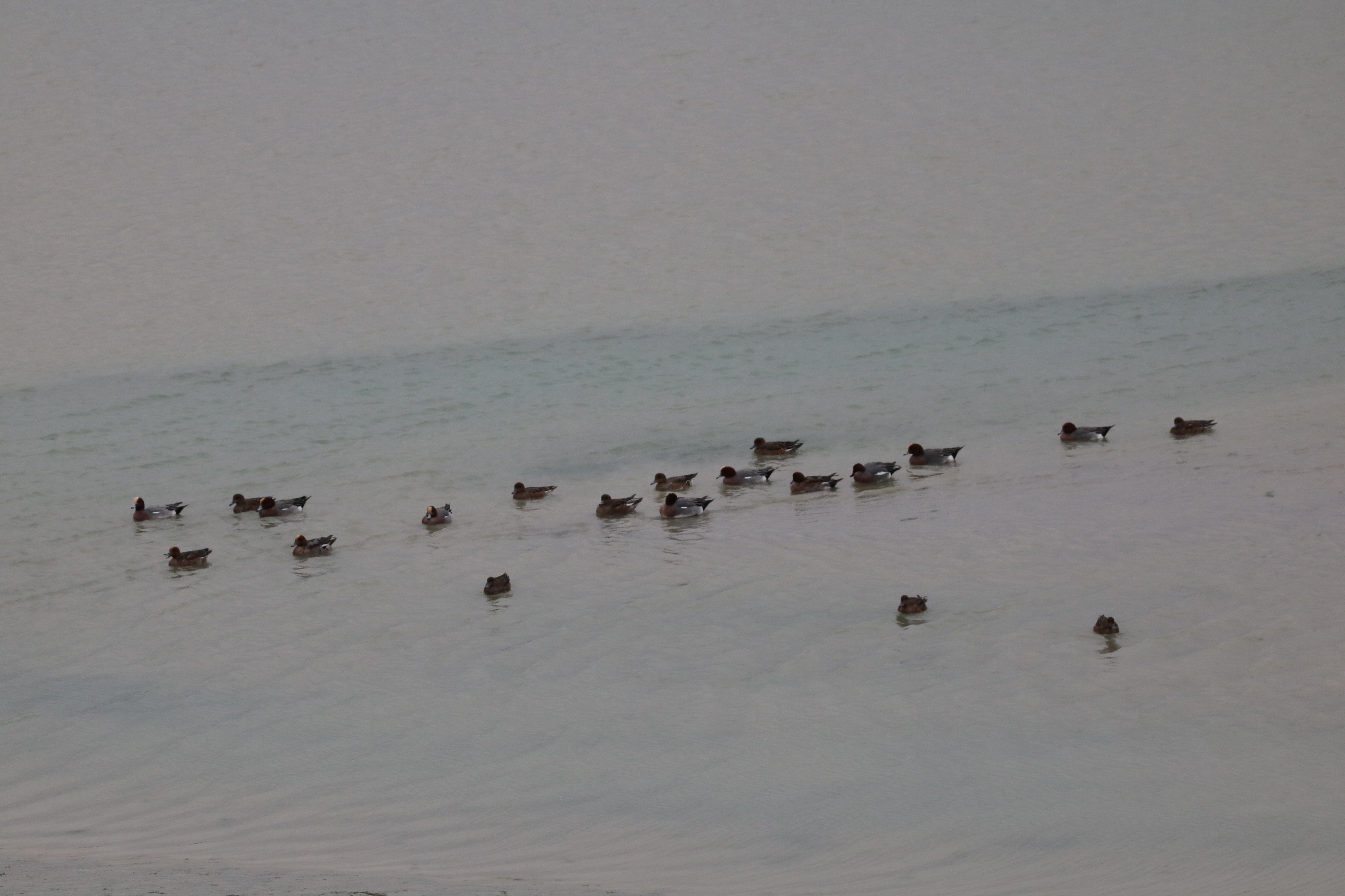 Canards siffleurs pointe Illemont 17 décembre 2024.JPG