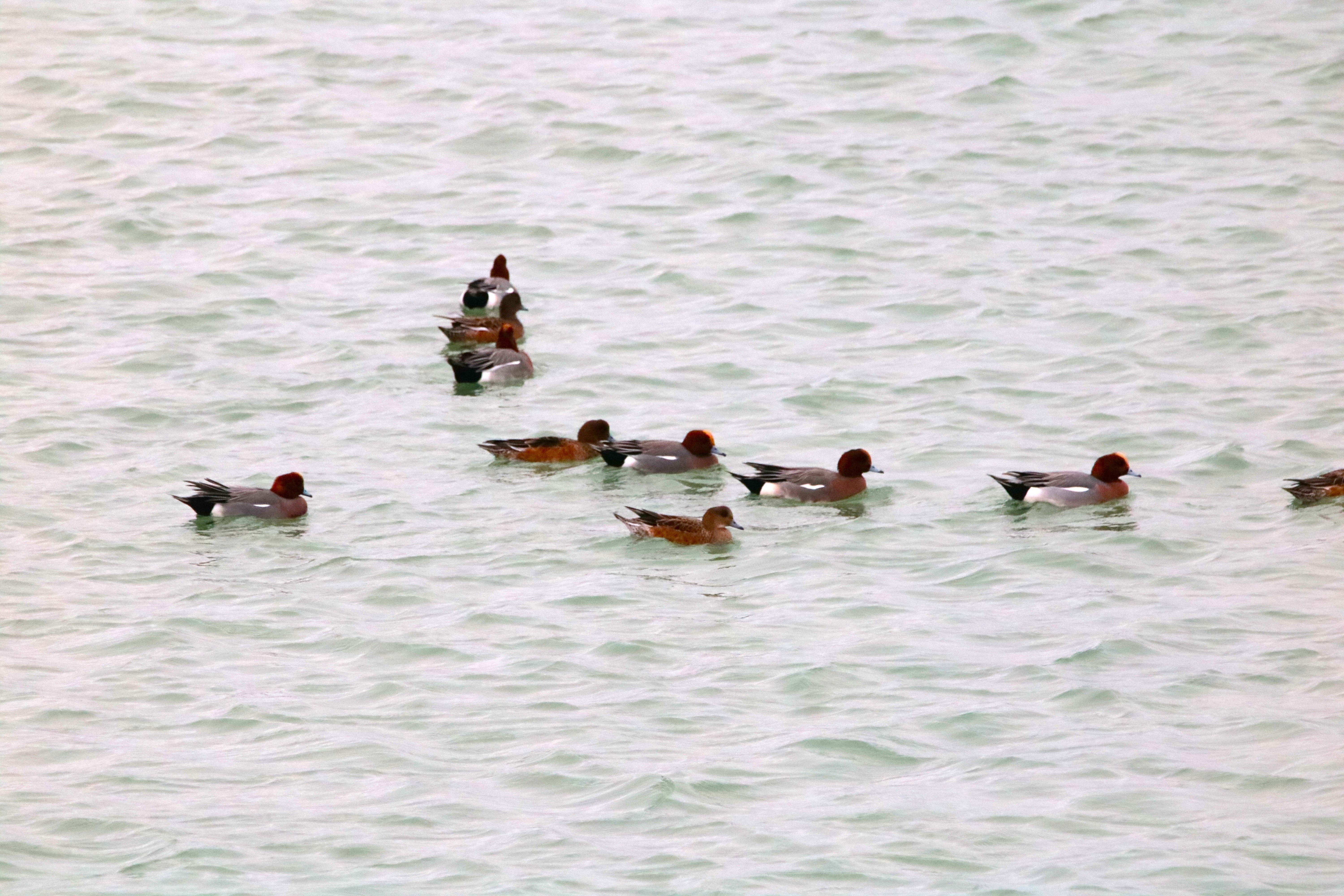 Canards siffleurs pointe Illemont 17 décembre 2024 2.JPG