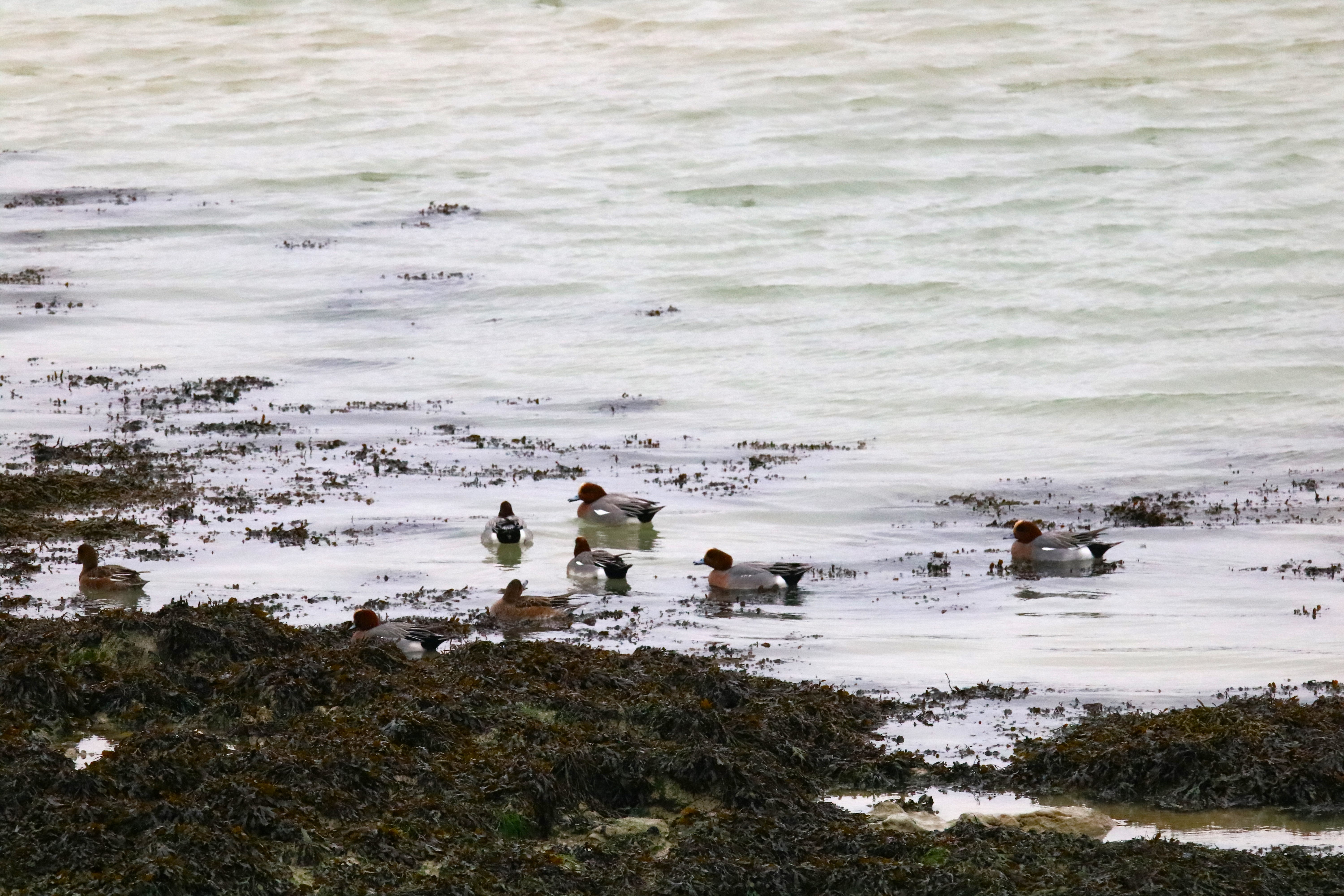 Canars siffleurs pointe Illemont 17 décembre 2024.JPG