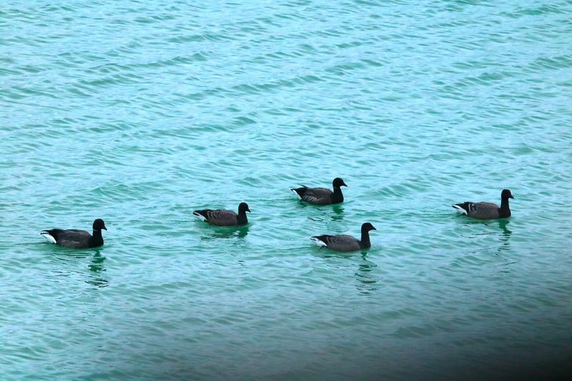 Bernache cravant pointe Illemont 17 Décembre 2024.JPG