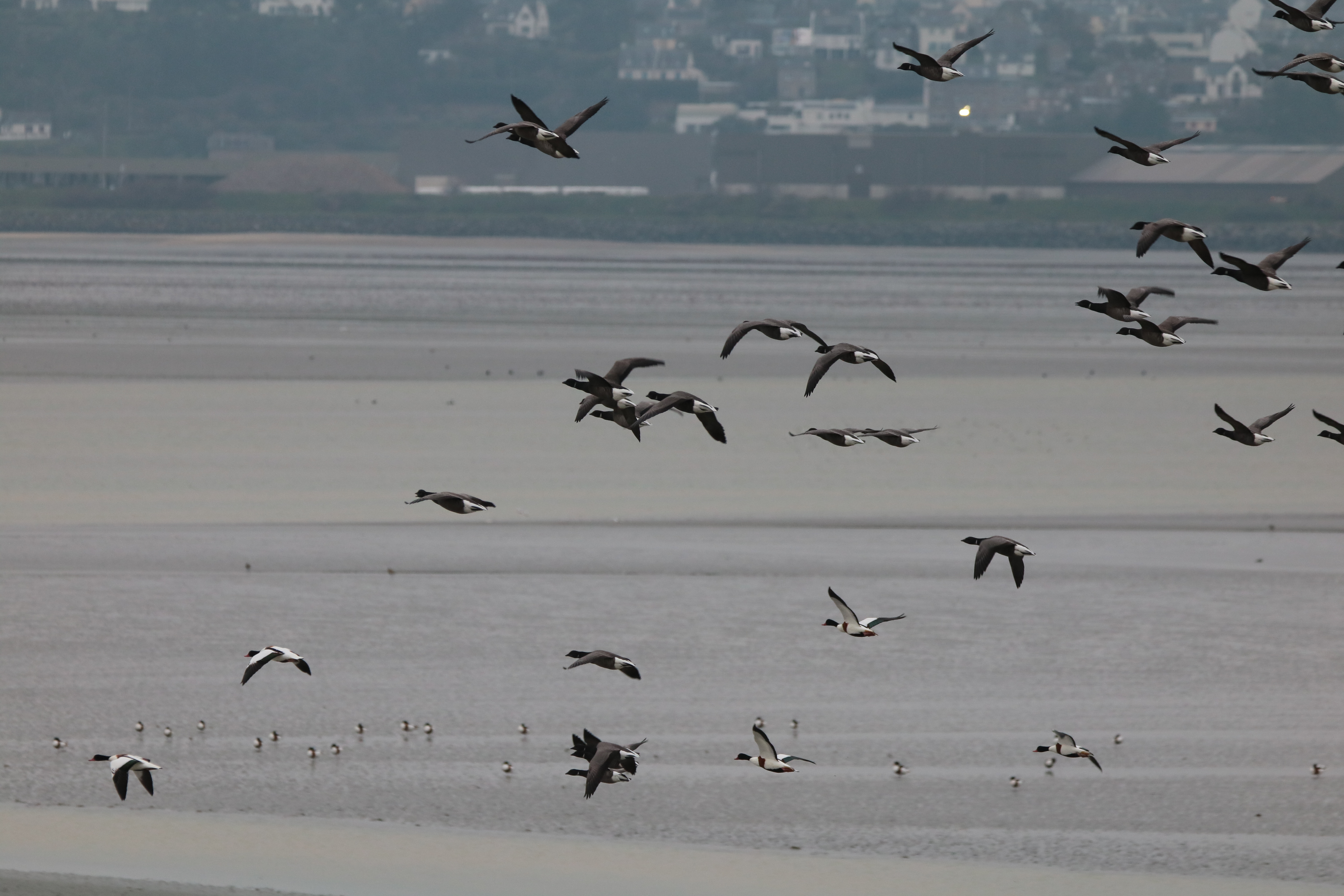 Bernache cravant Huîtriers-pie et Tadorne de belon en vol pointe Illemont 17 décembre 2024.JPG