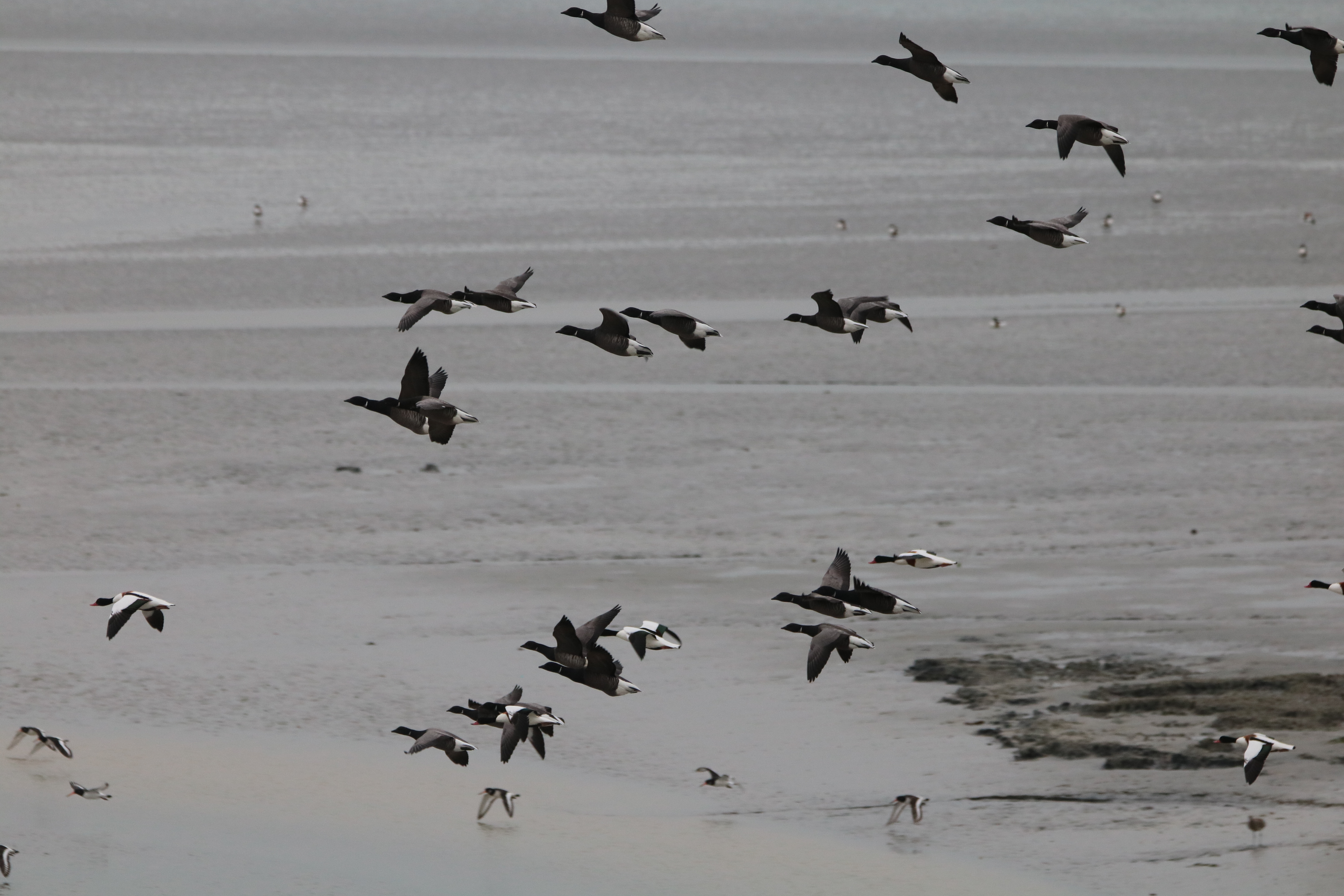 Oies bernache cravant Huîtriers-pie et Tadorne de belon pointe Illemont 17 décembre 2024.JPG