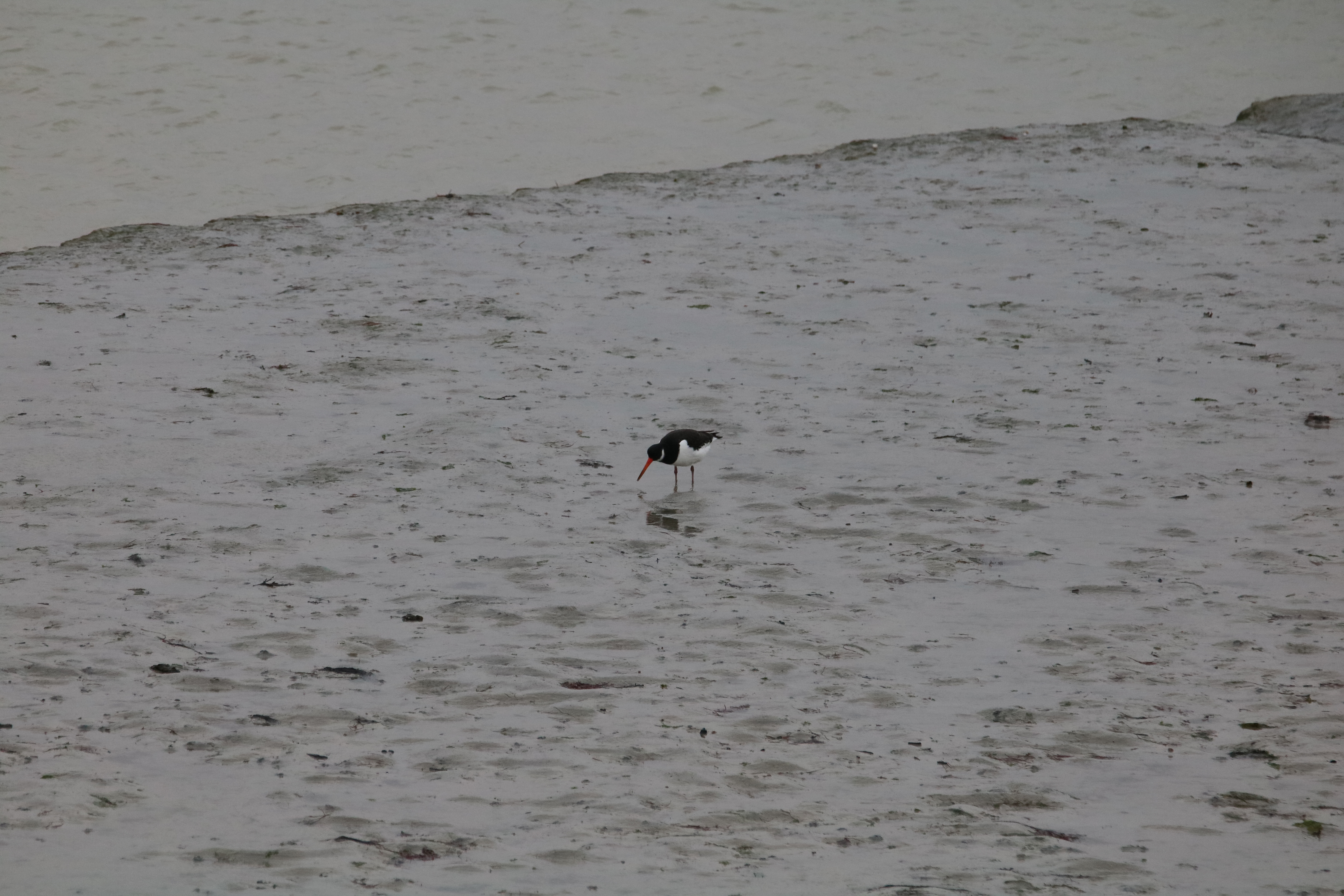 Huîtrier-pie pointe Illemont 17 décembre 2024 (2).JPG