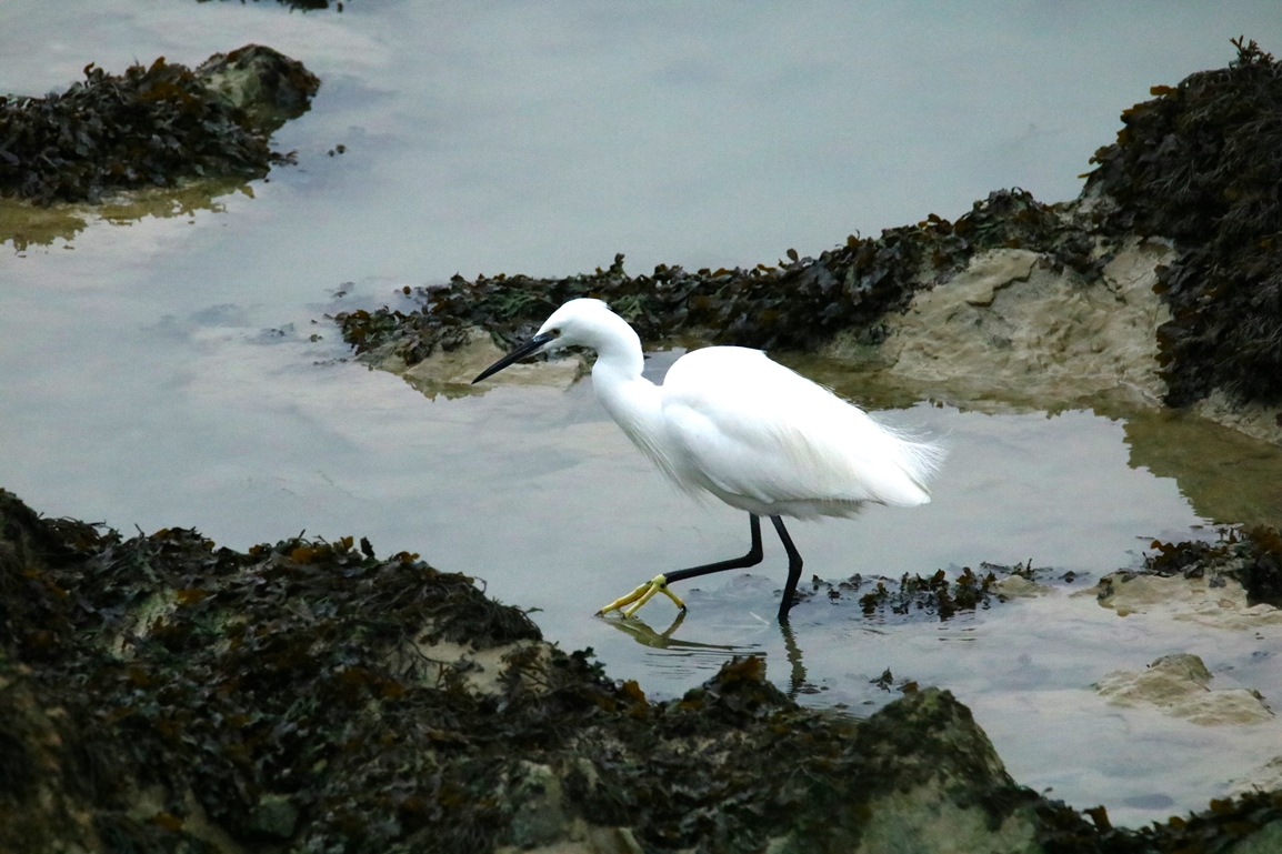 Aigrette garzette pointe Illemont 17 Décembre 2024.JPG