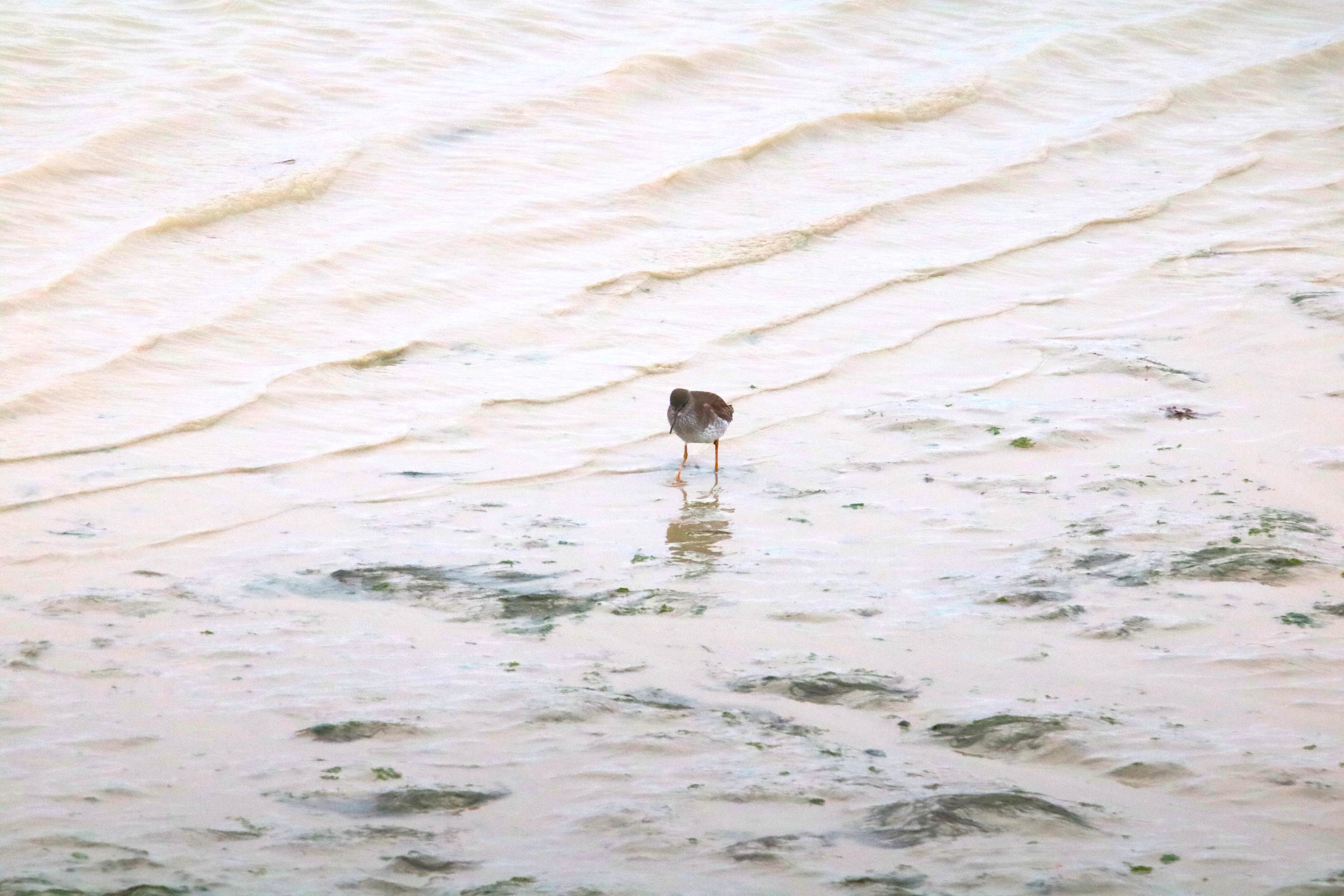 Bécasseau maubèche pointe Illemont 17 décembre 2024 3.JPG