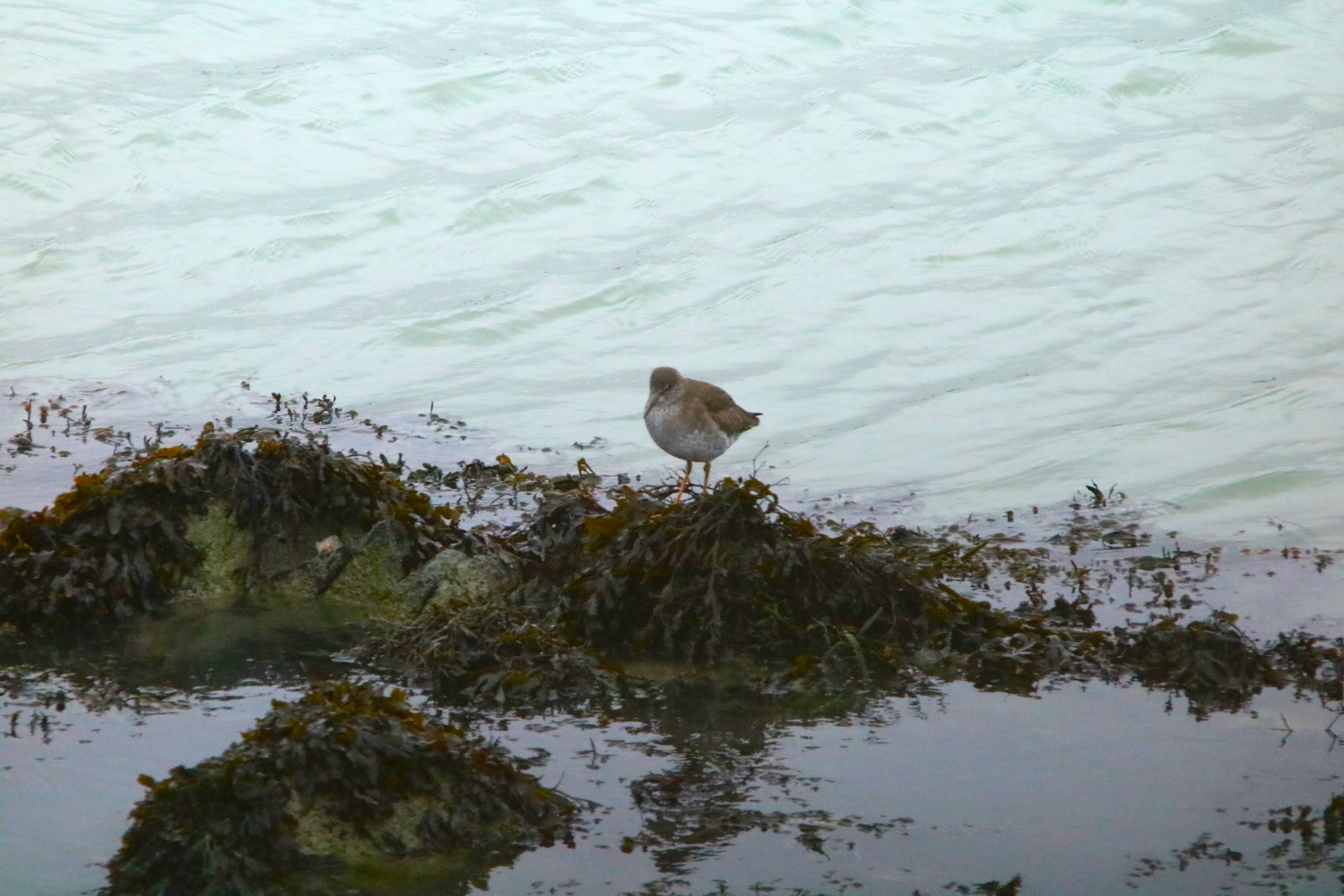 Bécasseau maubèche pointe Illemont 17 décembre 2024.JPG