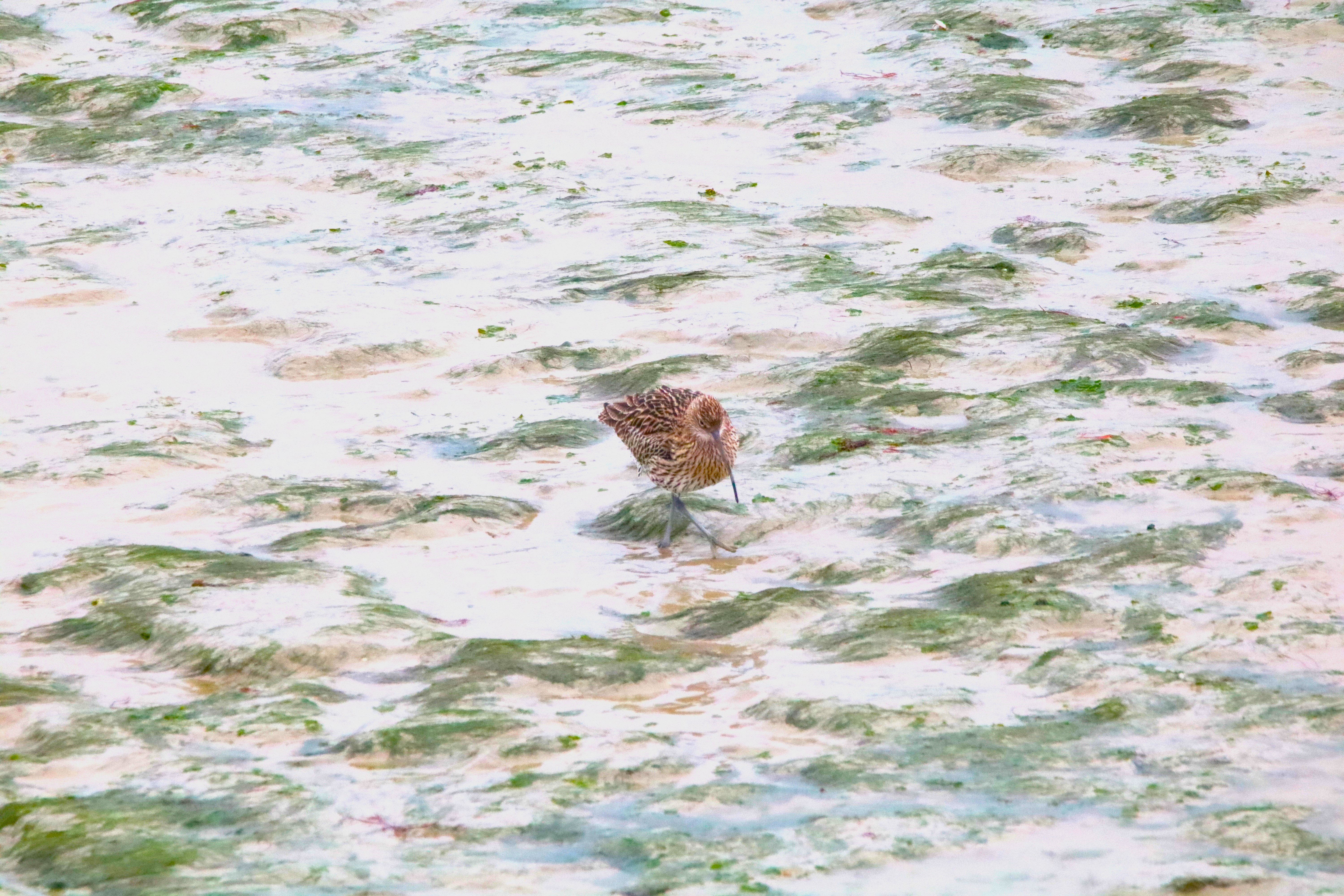 Courlis cendré pointe Illemont 17 décembre 2024 (2).JPG