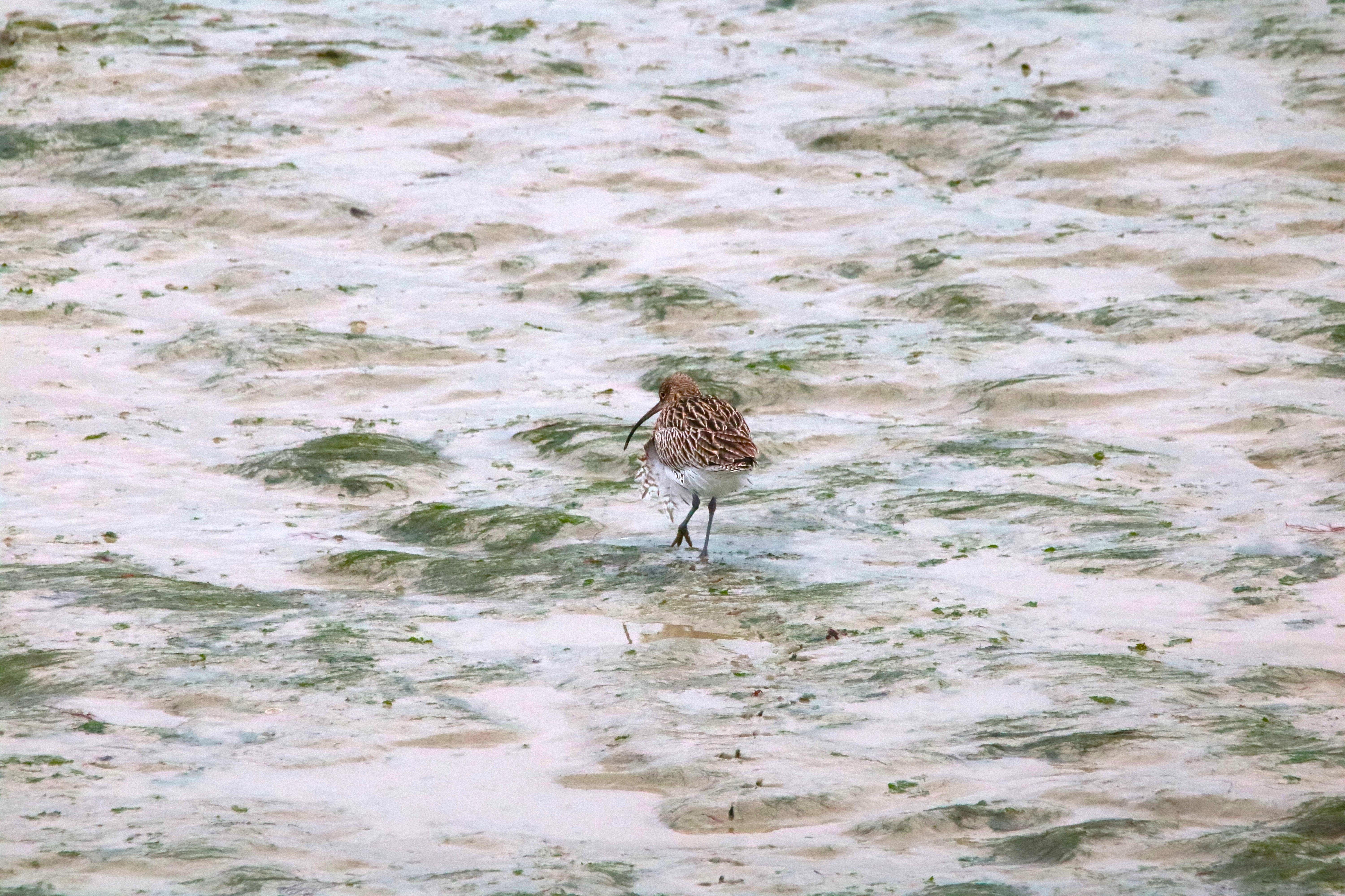 Courlis cendré pointe Illemont 17 décembre 2024 (4).JPG