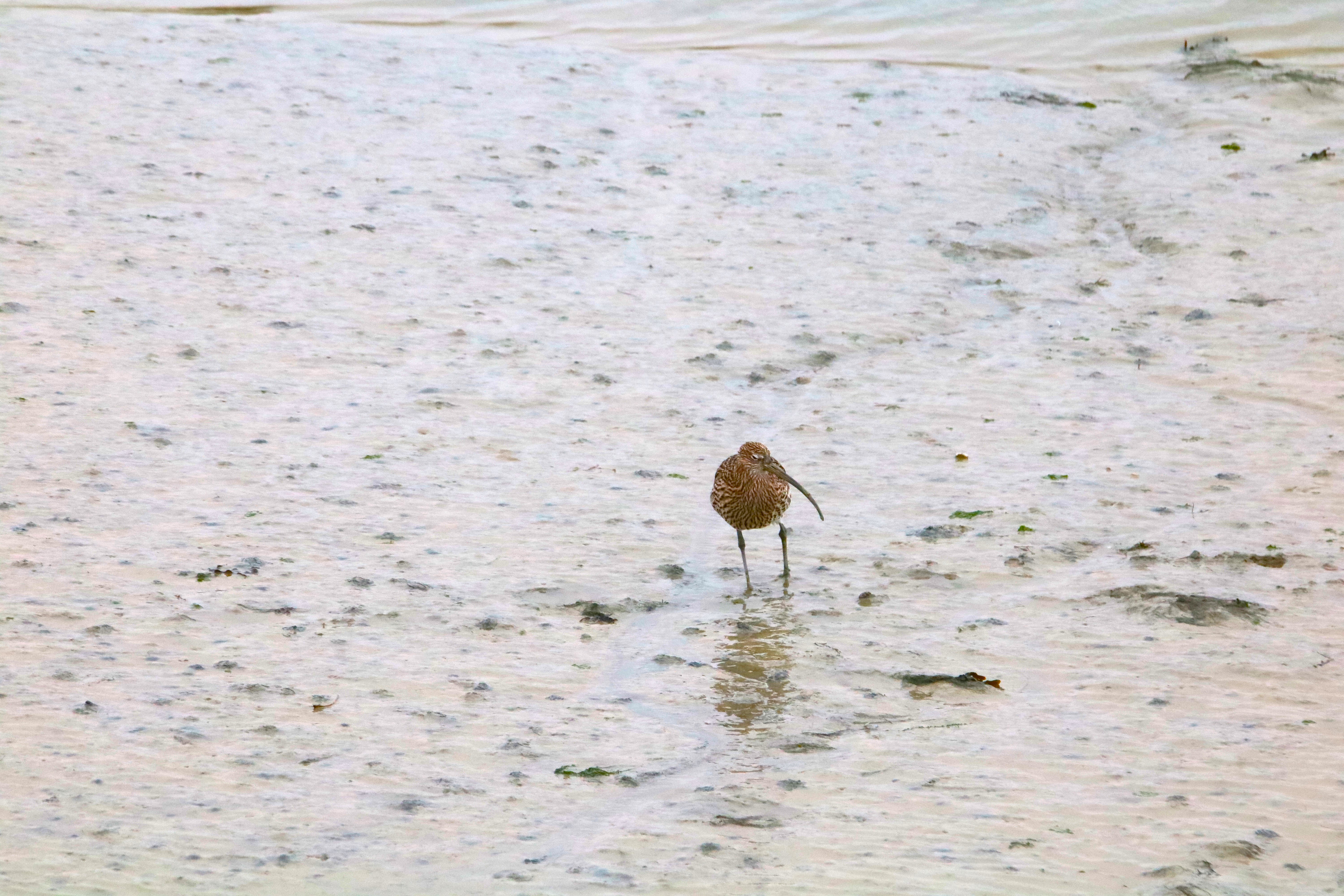 Courlis cendré pointe Illemont 17 décembre 2024.JPG