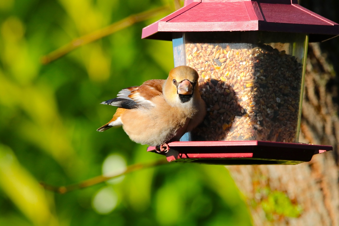 Gros bec casse noyaux jardin 9 Janvier 2025 (1).JPG
