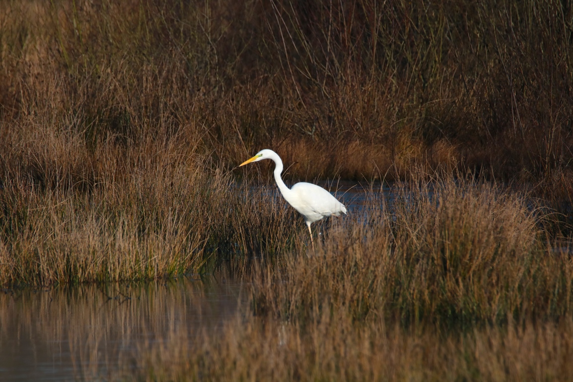 Grande Aigrette ballastière Hunaudaye Dimanche 12 Janvier 2025 (4).JPG