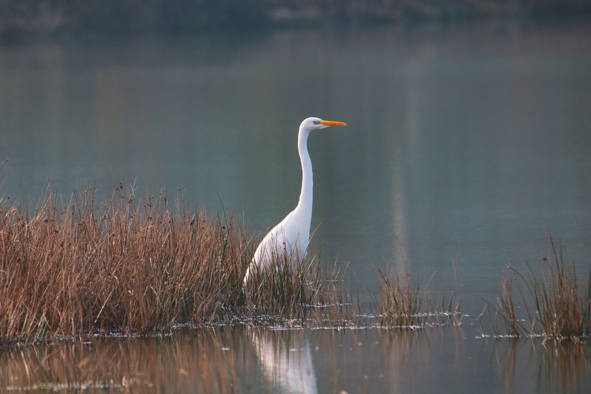 Grande Aigrette ballastière Hunaudaye Dimanche 12 Janvier 2025 (6).JPG
