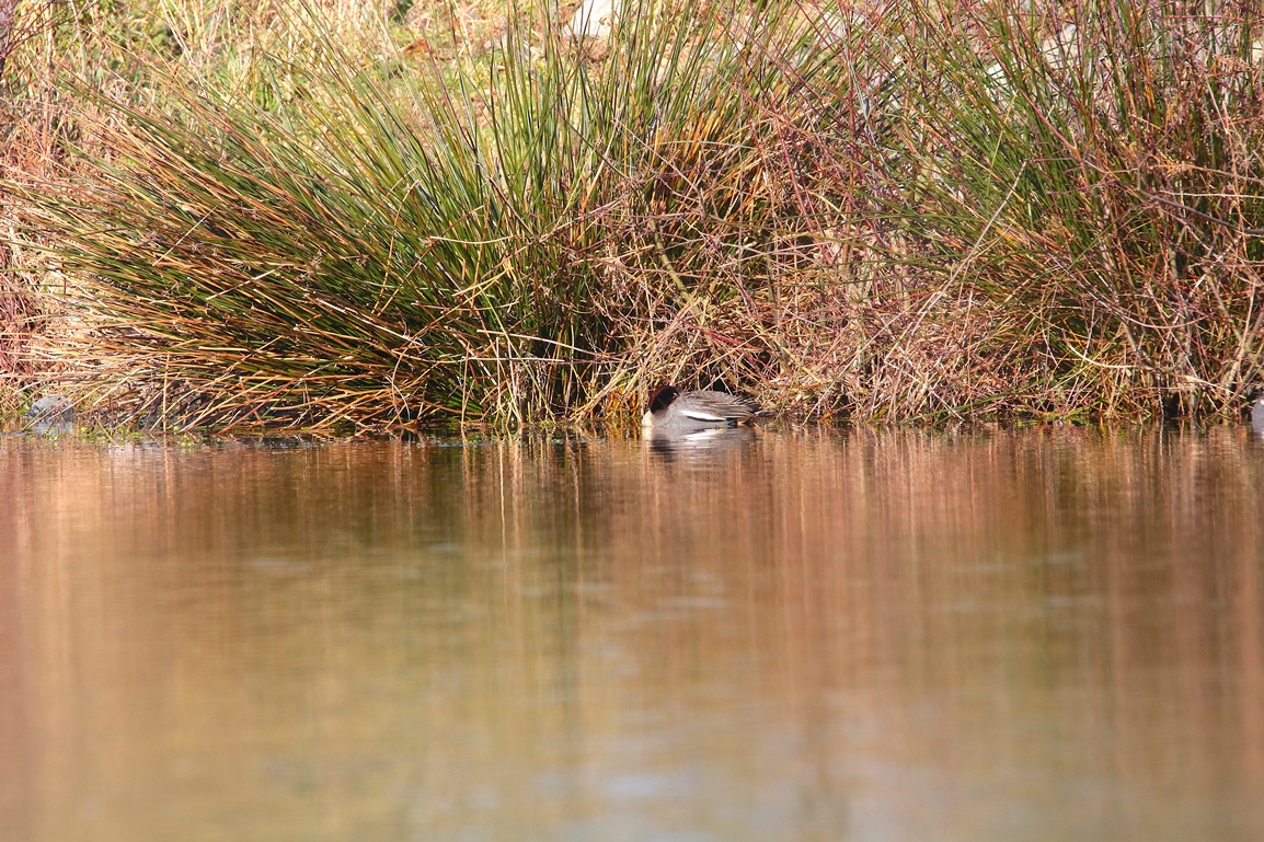 Sarcelle d'hiver bassin Pommeret Jeudi 16 Janvier 2025 (2).JPG