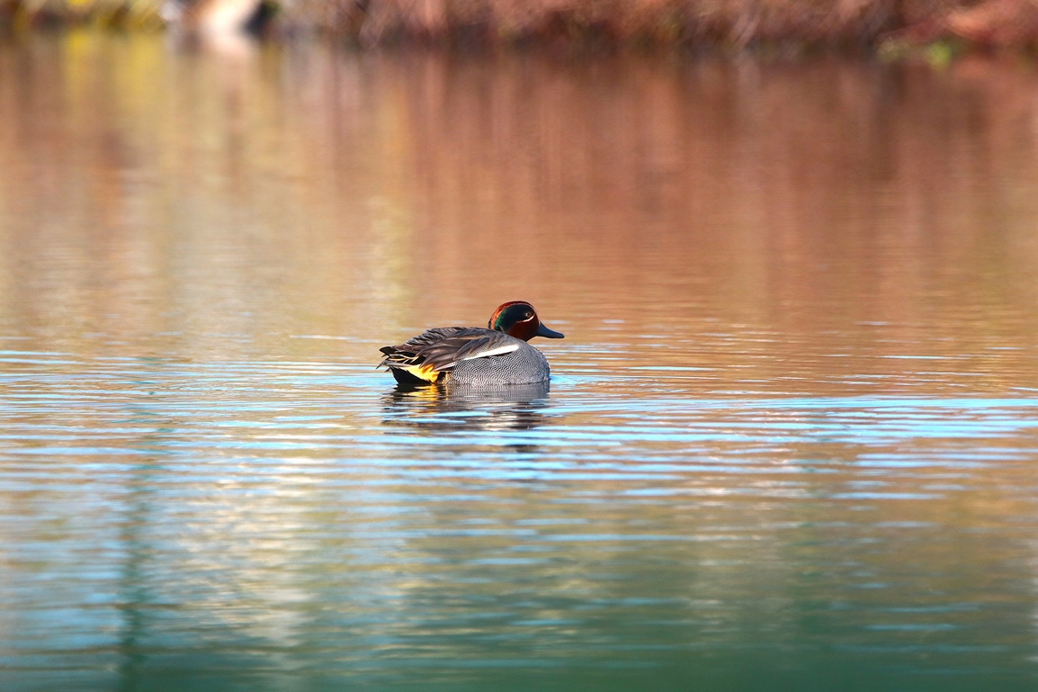 Sarcelle d'hiver bassin Pommeret Jeudi 16 Janvier 2025 (1).JPG