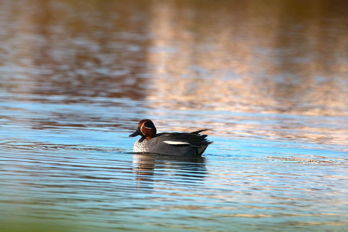 Sarcelle d'hiver bassin Pommeret Jeudi 16 Janvier 2025 (3).JPG