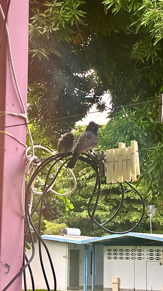 Bulbul à ventre rouge Tahiti 25 Janvier 2025.jpg