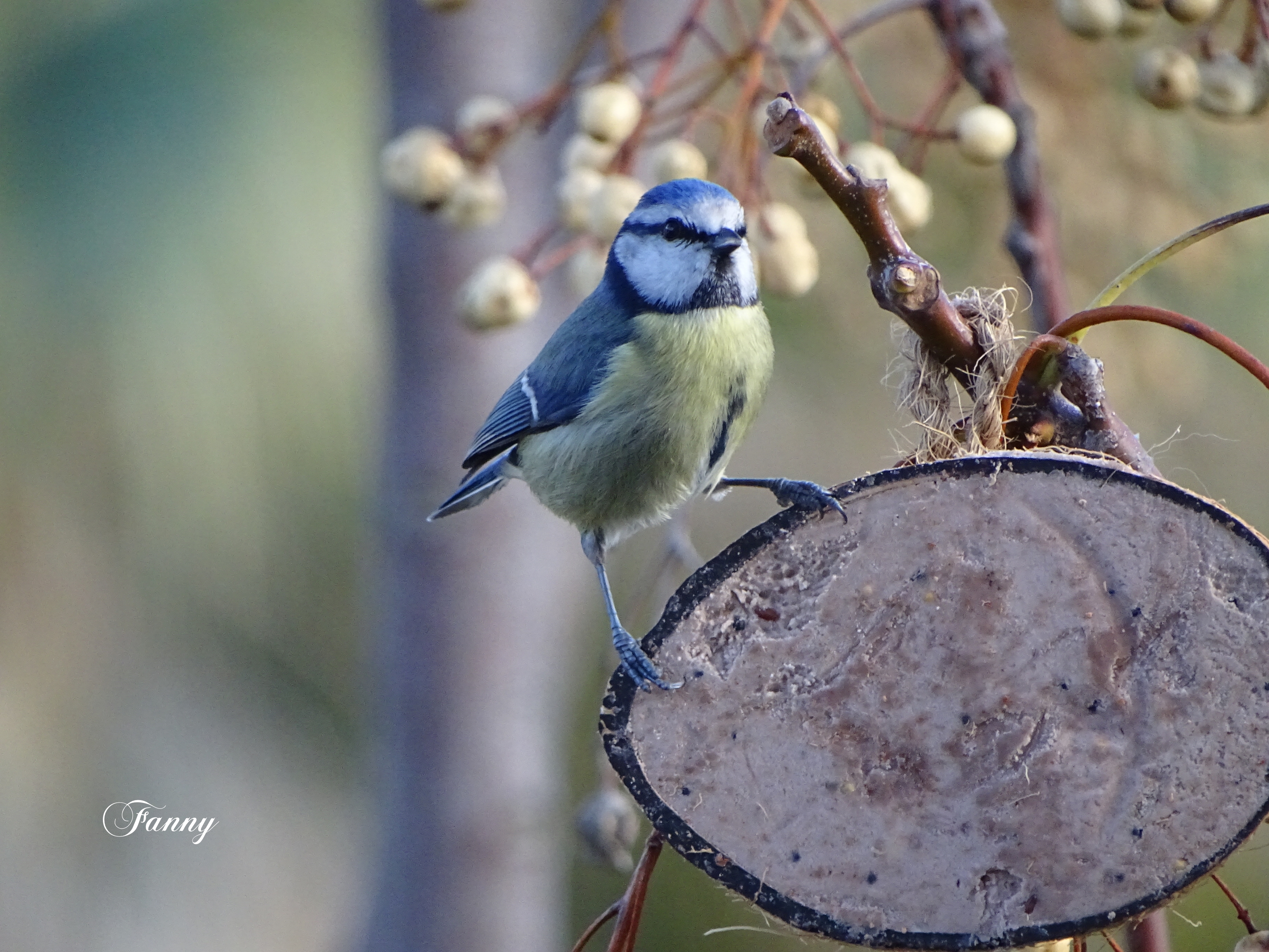 Signé Mésange DSC01825.jpg
