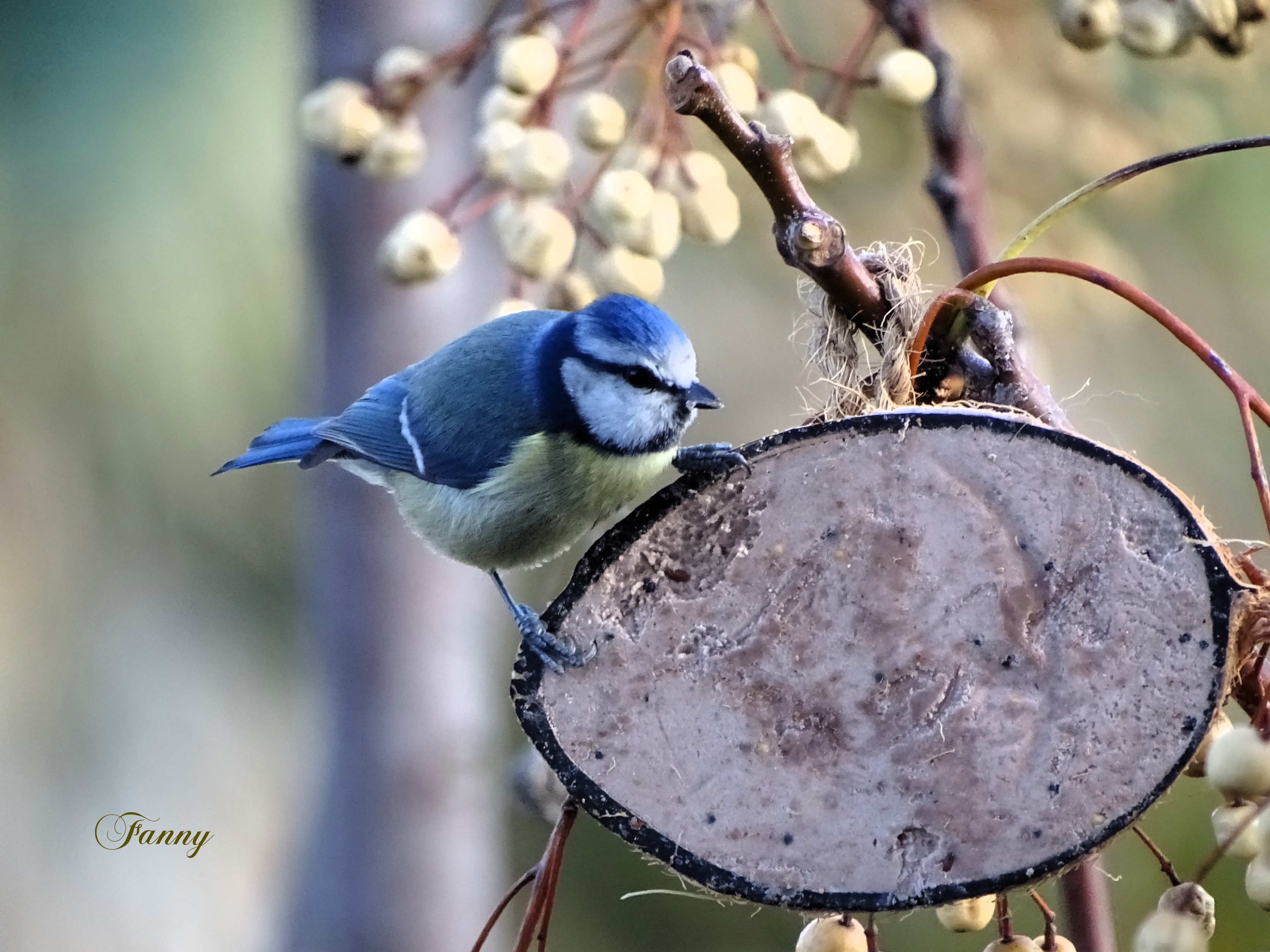 DSC01831 Mésange bleue sur le Mélia Signé.jpg