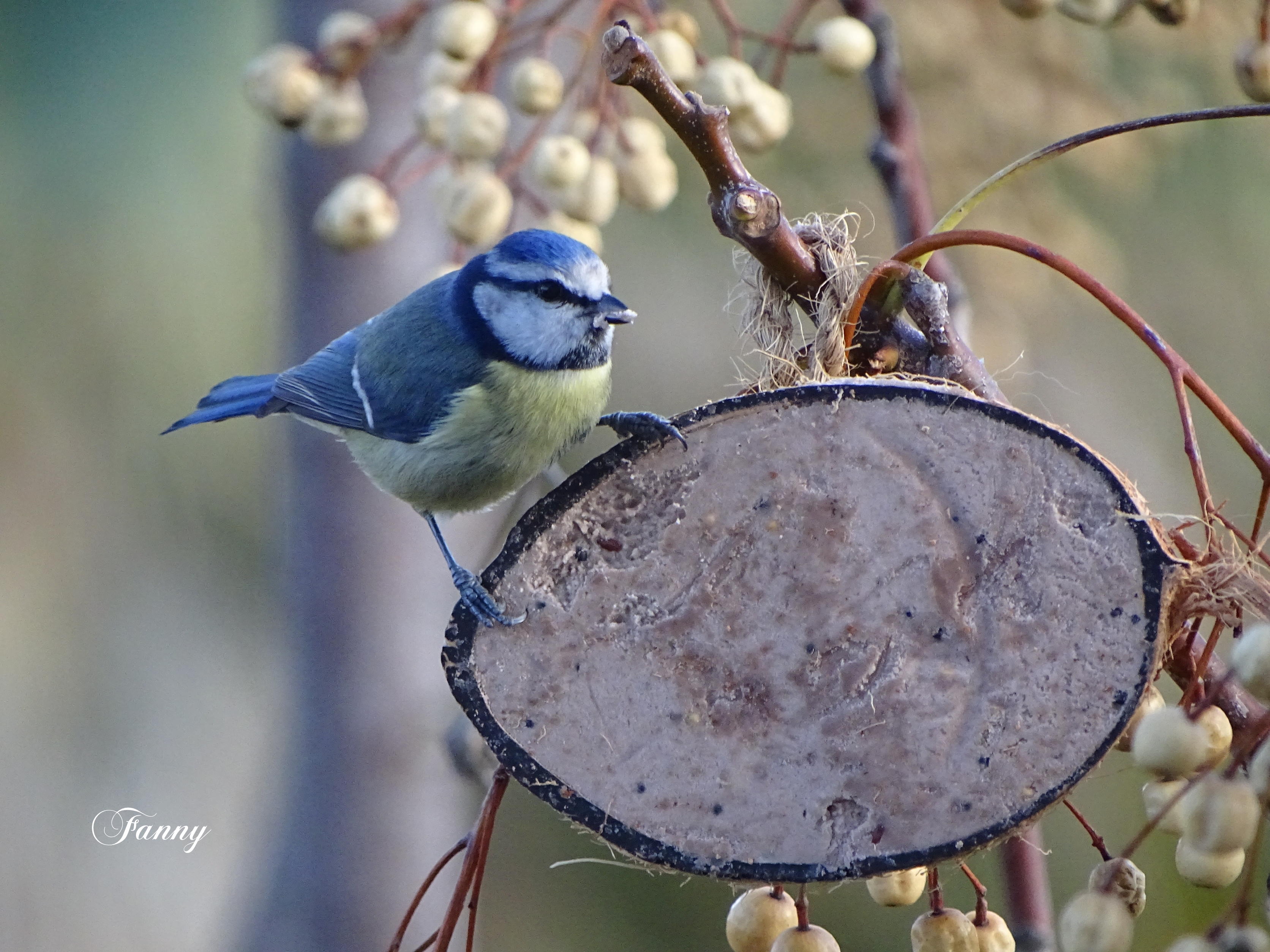 Fanny Mésange bleue DSC01827.jpg