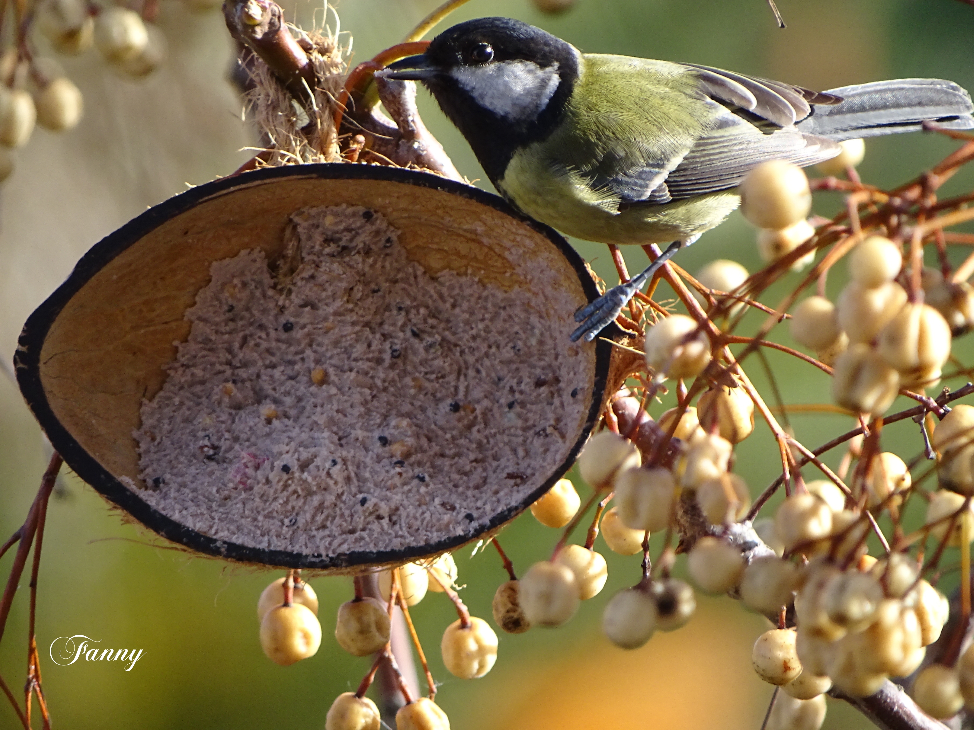 Mésange charbonniere SignéeDSC01849.jpg