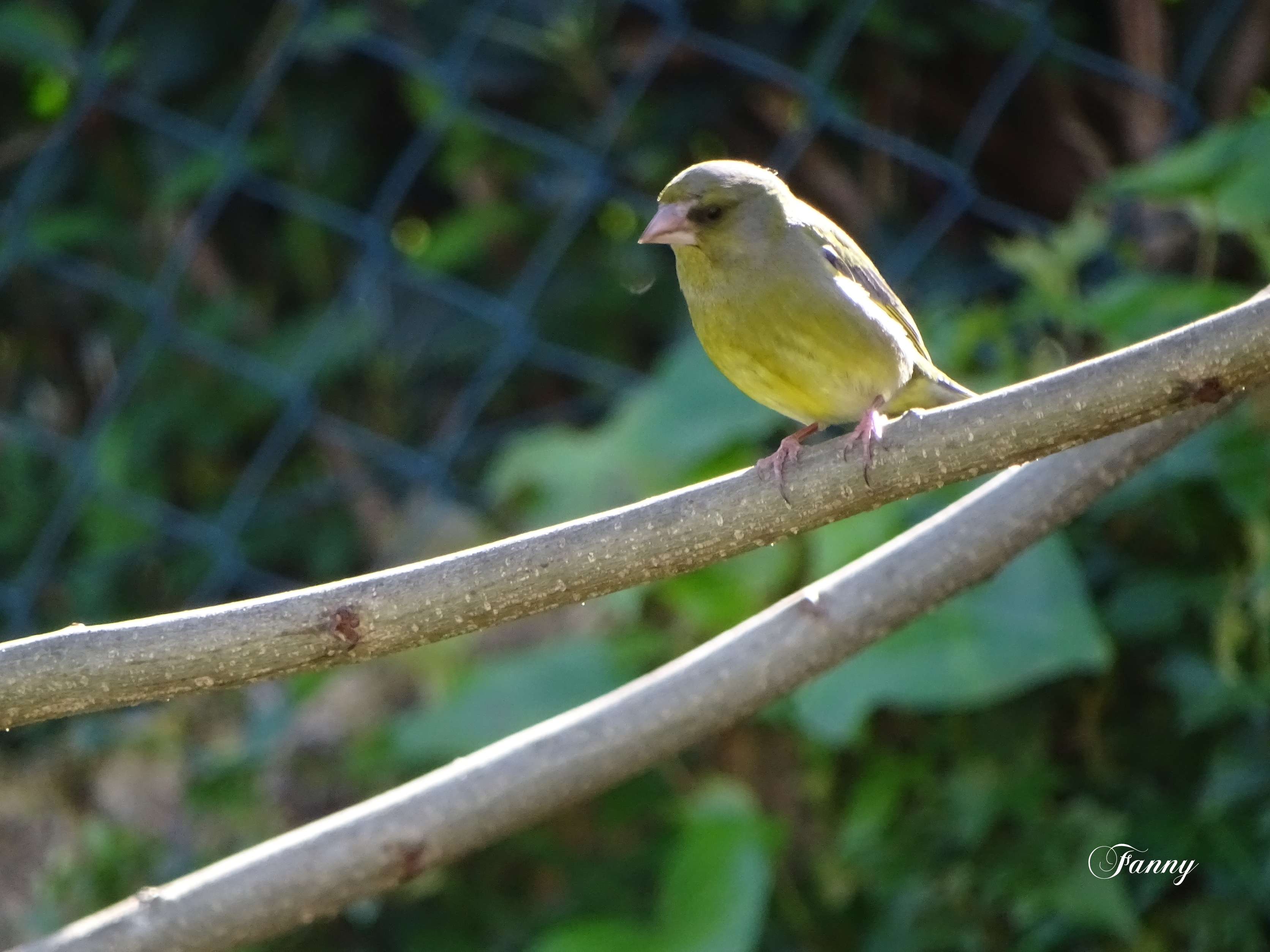 Verdier d'Europe signéDSC01868.jpg