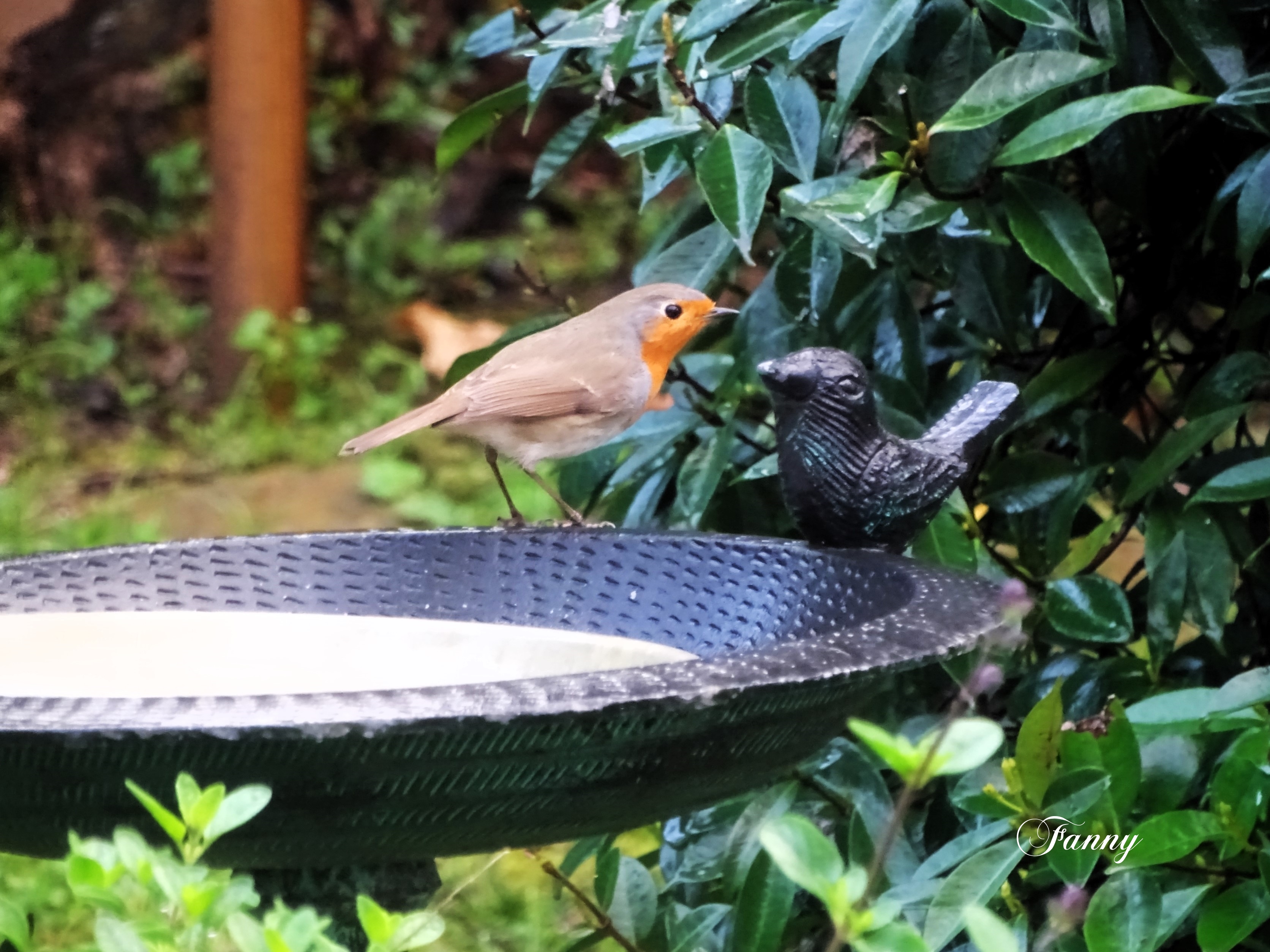 Rougegorge Fanny DSC01881 (2).jpg