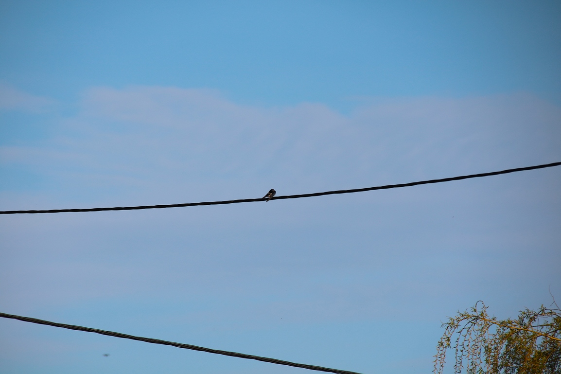 Hirondelles rustiques Morieux 4 Avril 2025 (3).JPG