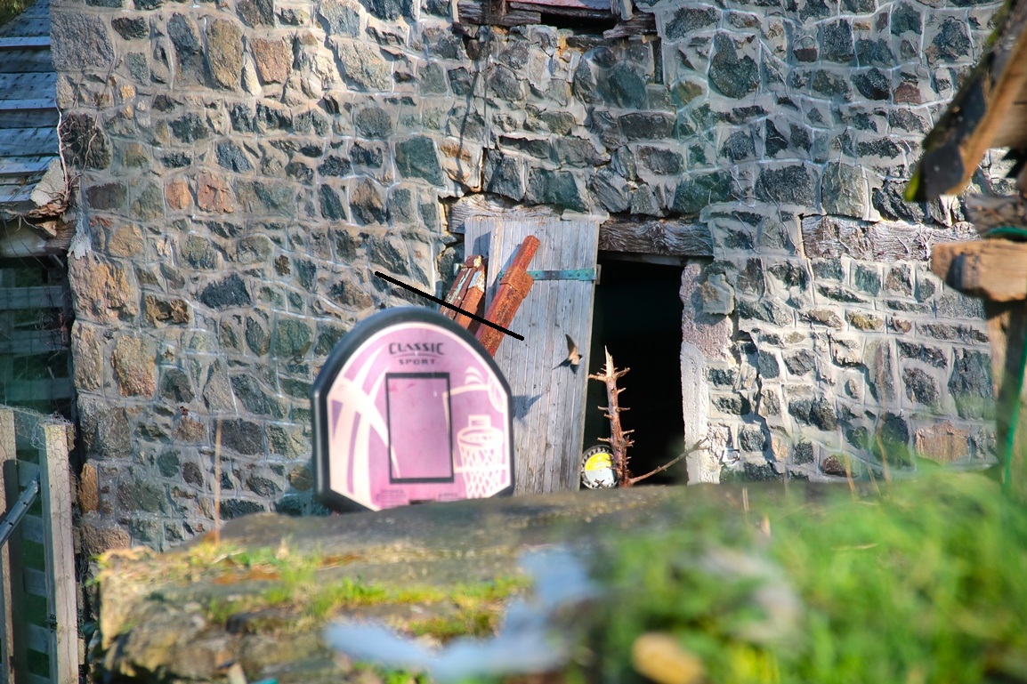 Hirondelles rustiques Morieux 4 Avril 2025 (2).JPG