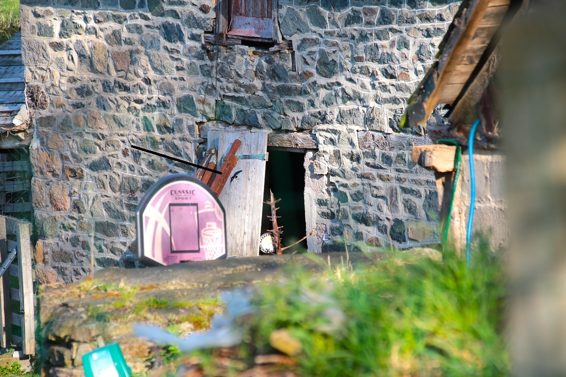 Hirondelles rustiques Morieux 4 Avril 2025 (4).JPG