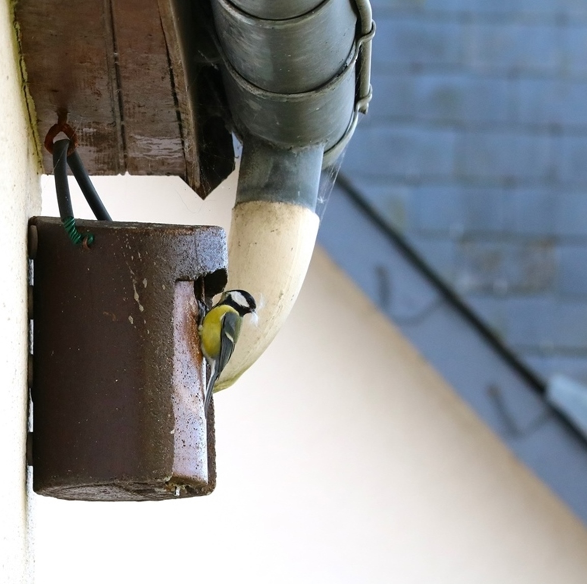 Nidification mésanges charbonnières nichoir Schwegler Avril 2025 (2)-crop-crop.JPG