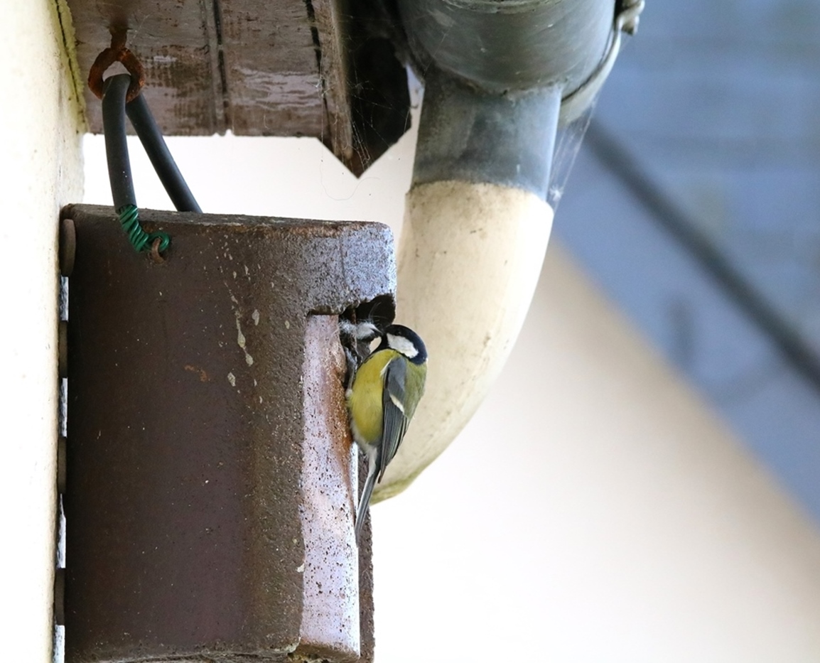 Nidification mésanges charbonnières nichoir Schwegler Avril 2025 (1)-crop.JPG