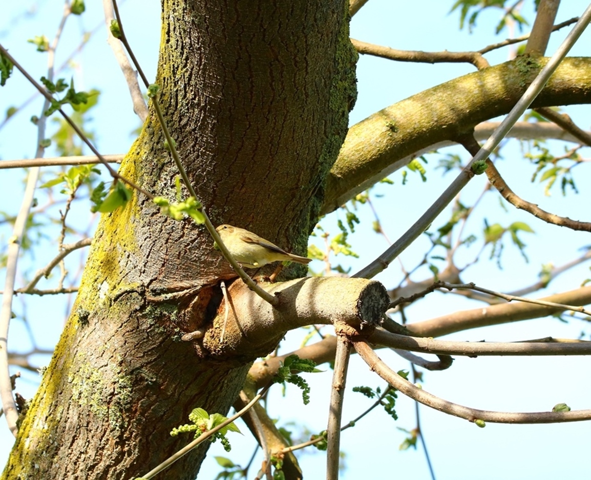 Pouillot véloce Avril 2025 (1)-crop.JPG