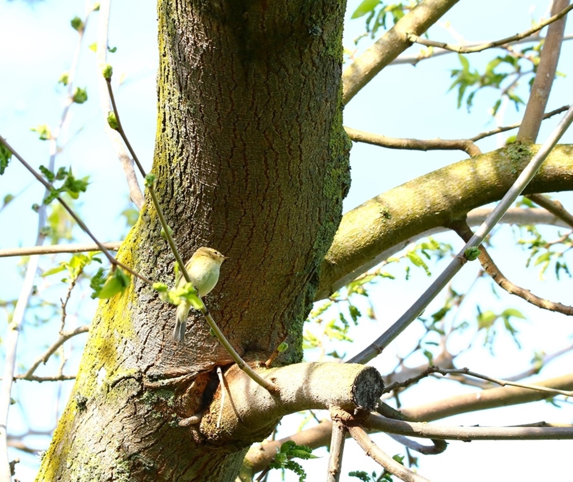 Pouillot véloce Avril 2025 (2)-crop.JPG