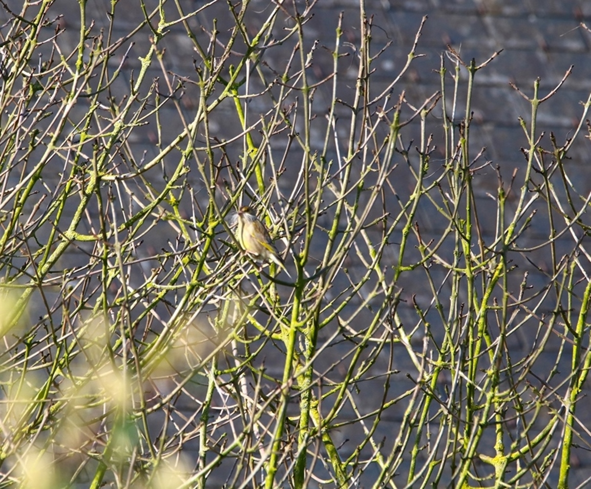 Verdier à moustache Avril 2024-crop.JPG