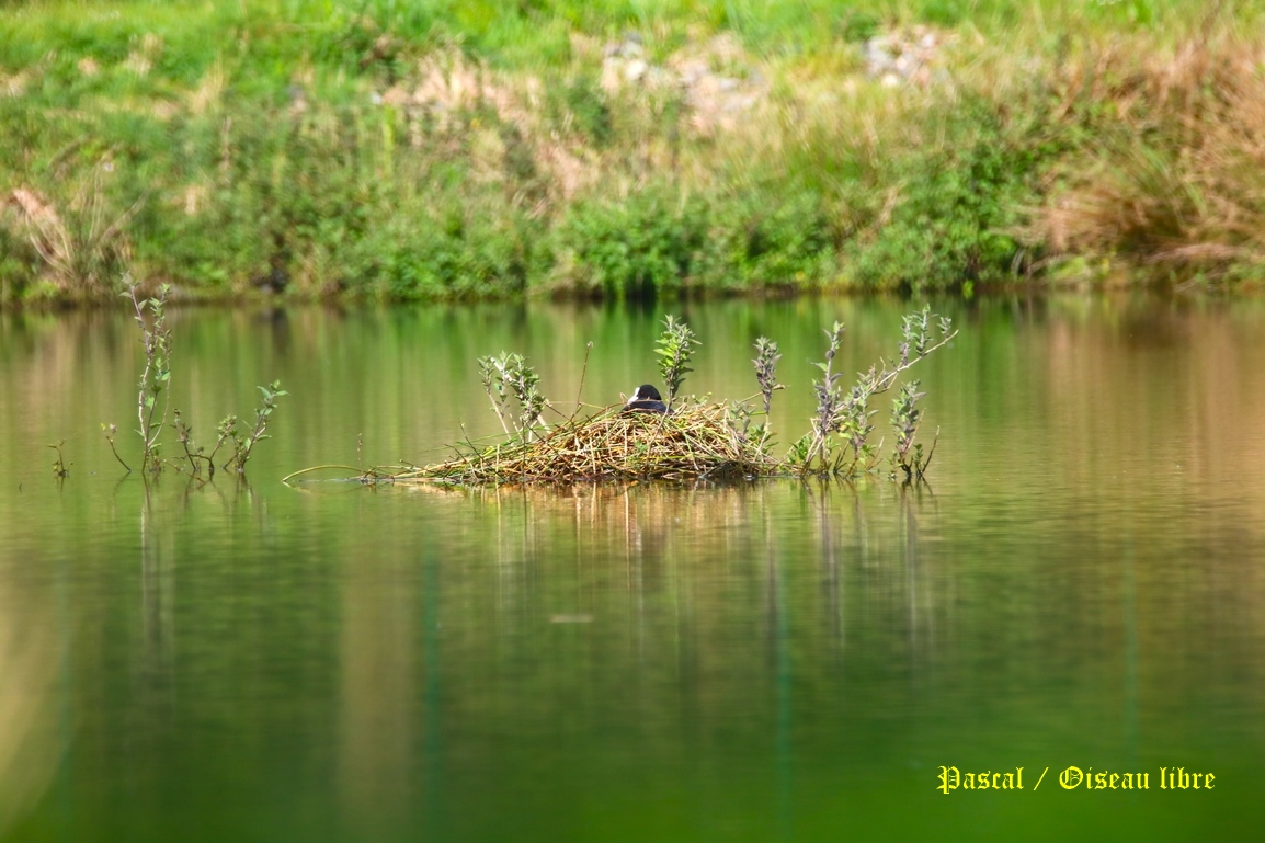 Nidification foulque macroule Pommeret 24 Avrilo 2025.JPG