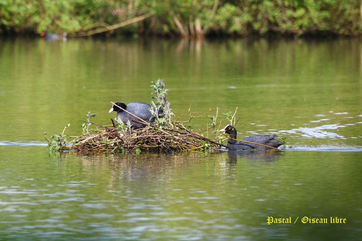 Nidification Foulque macroule 24 Avril 2025 (2).JPG
