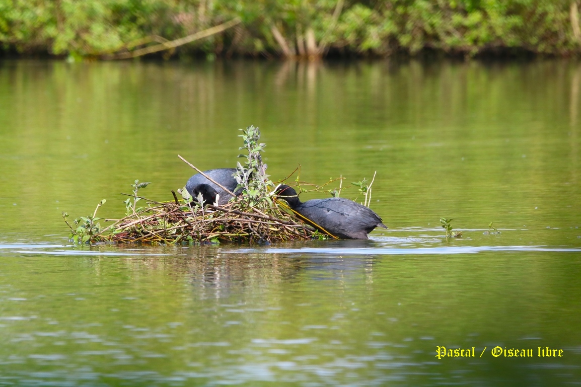 Nidification Foulque macroule 24 Avril 2025 (1).JPG