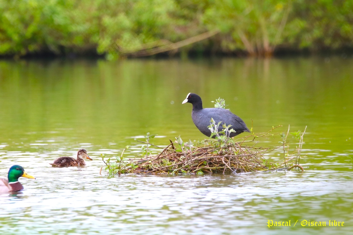 Nidification Foulque macroule Pommeret 24 Avril 2025 (1).JPG