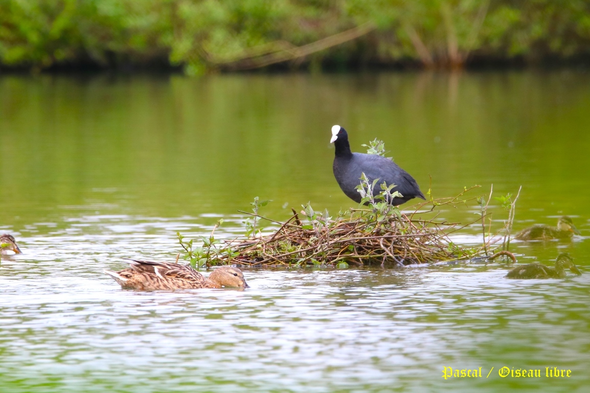 Nidification Foulque macroule Pommeret 24 Avril 2025 (2).JPG