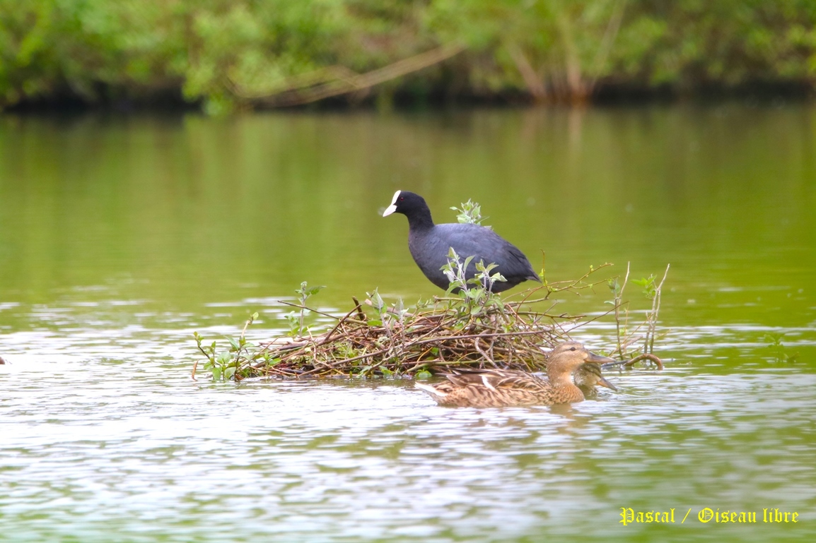 Nidification Foulque macroule Pommeret 24 Avril 2025 (3).JPG